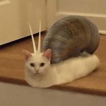 Cat snail