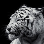 tiger1011