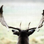 Tchanem