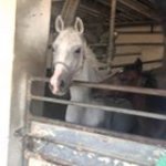 saudmarri81