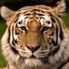 Tiger856