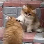 casperismycat_