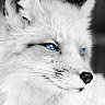 foxy_white