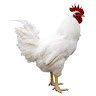 chicken2615