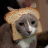 Cat bread