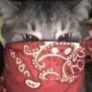 LeChat1312