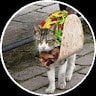 Taco_ Cat0_0