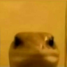 zewonxd