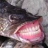 itsxdfishyyy