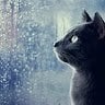 nightcat1028