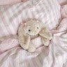 Teddybrock