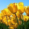 Lukazflorspinto