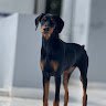 Maaddog