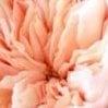 Petuniarose