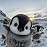 penguinlovewinter