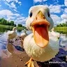 Olate