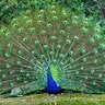 Peackythepeacock