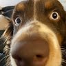 Kangg