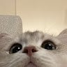sssssssggg