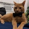 gatoii