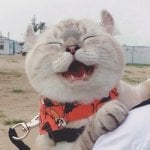 Jianq