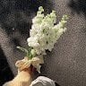 thienbinhmenhmoc