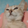 Jaspooosi