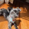 Rockythetaki