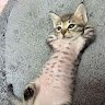 ILickToes2963973