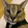hzhhdbd