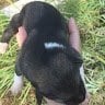 陶佳