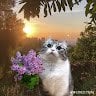 Pixel_lop123