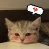 kitteh123