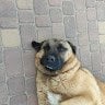 Humigumi