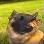 jaemittas