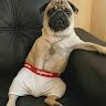 Pupsik24