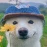 MRFLUCCCC