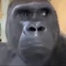 razorfyifoyyocv969