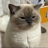 RyanNguyen2897