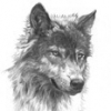 hunwolf
